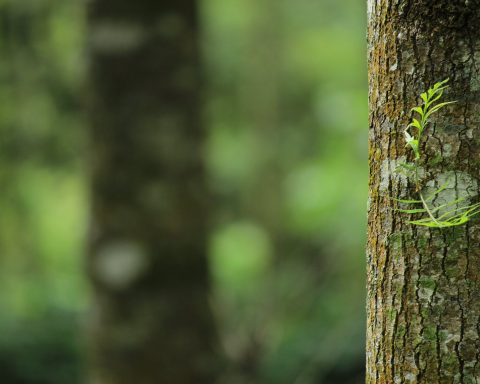 shallow focus photography of brown tree trunk