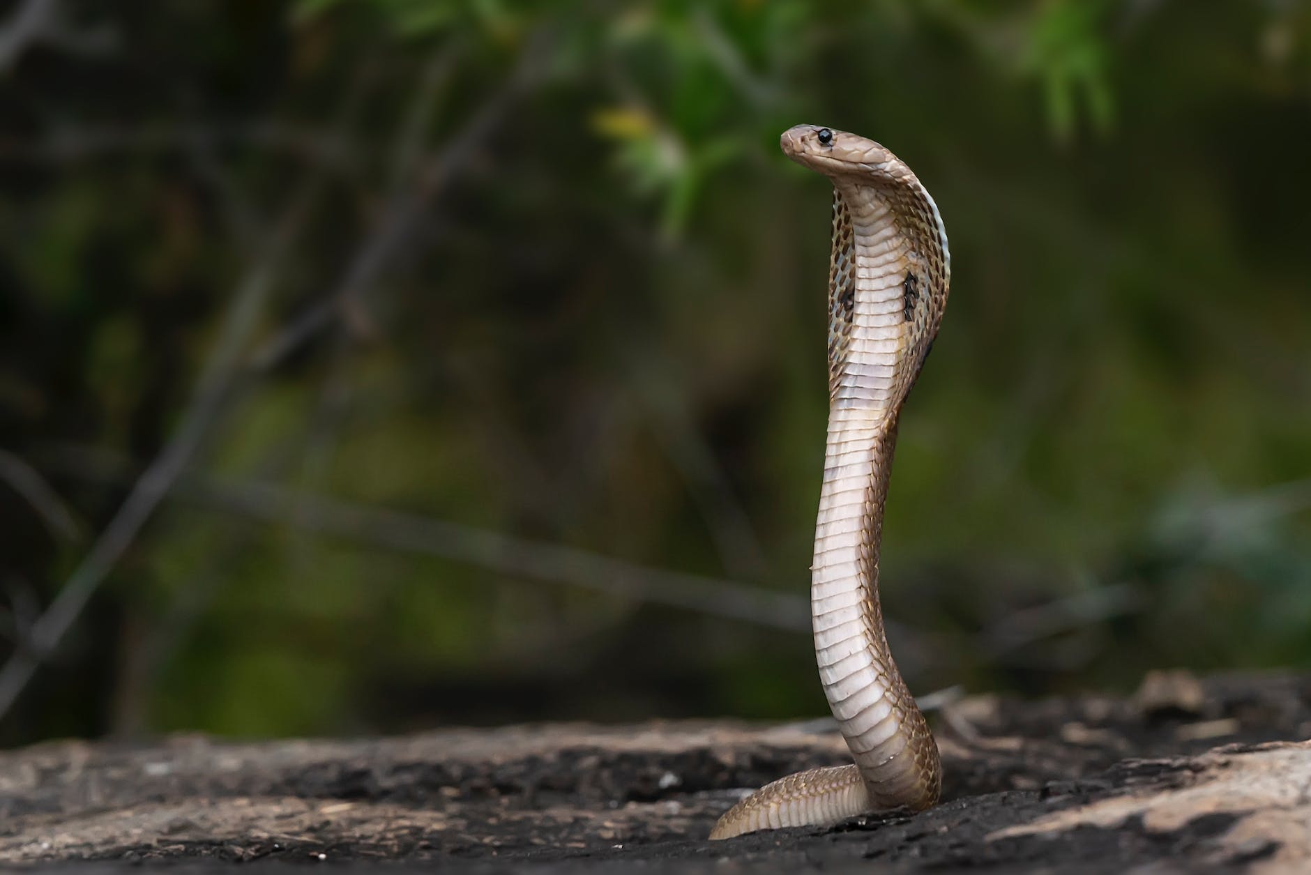 a wildlife photography of an indian cobra